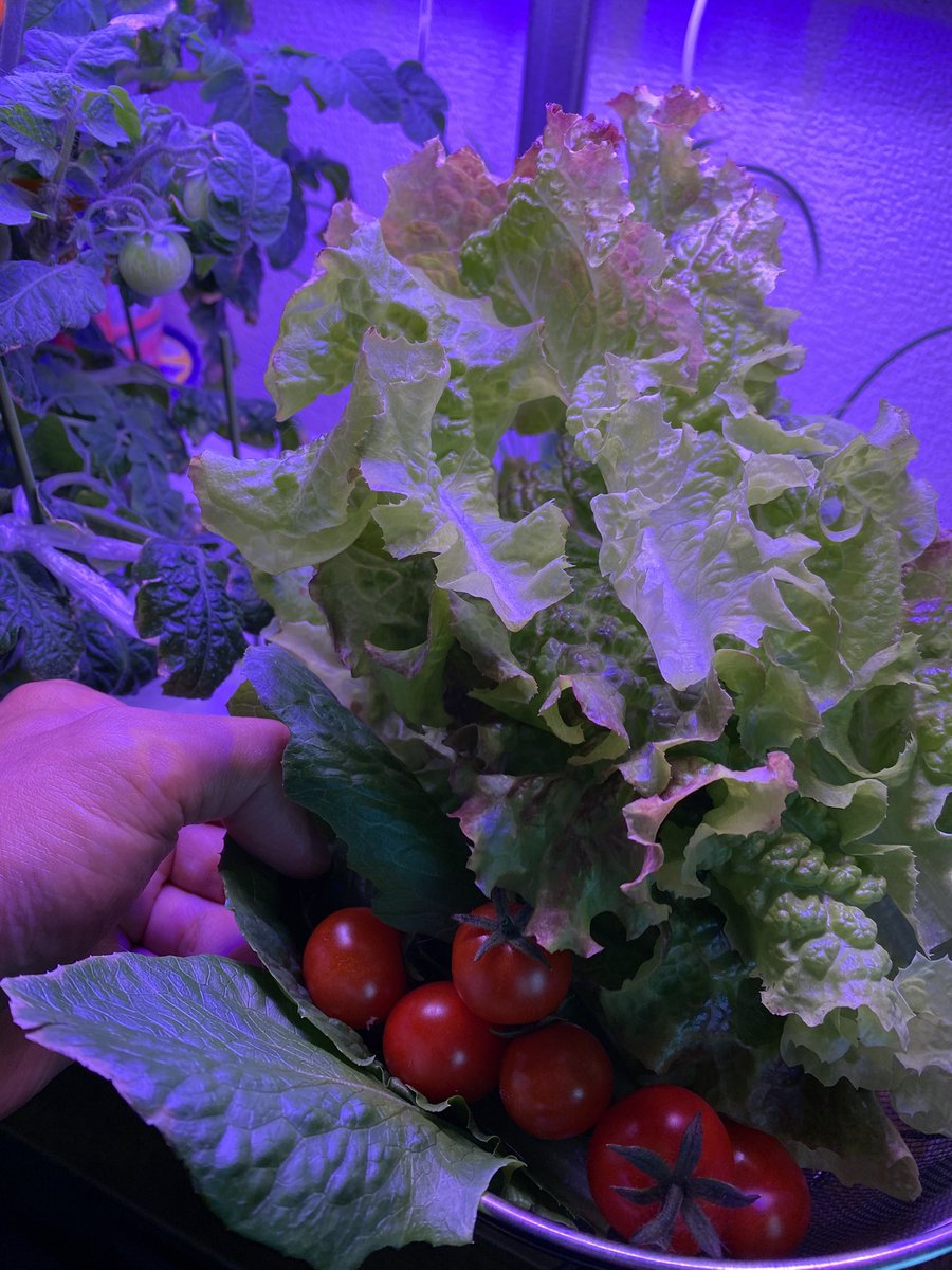 om4chi626's tweet photo. #水耕栽培
いつでも野菜が食べれる環境🥬
無農薬やし虫もよらない🐛
暑い中、庭に行く必要なし。
有難く頂きます🙏 https://t.co/VeKu7H4gQi