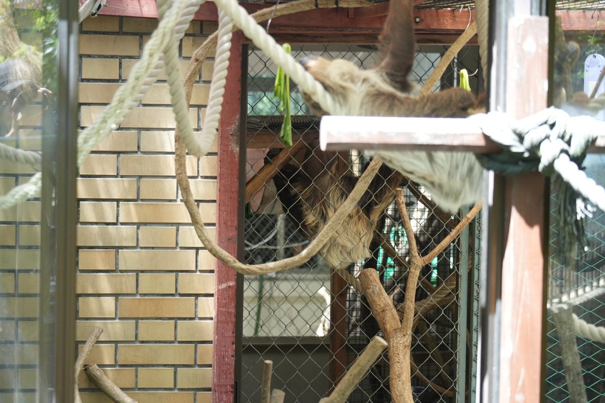 nichimosachimo's tweet photo. こっそり動いてた＠埼玉県こども動物自然公園 https://t.co/Qm6upXezaG