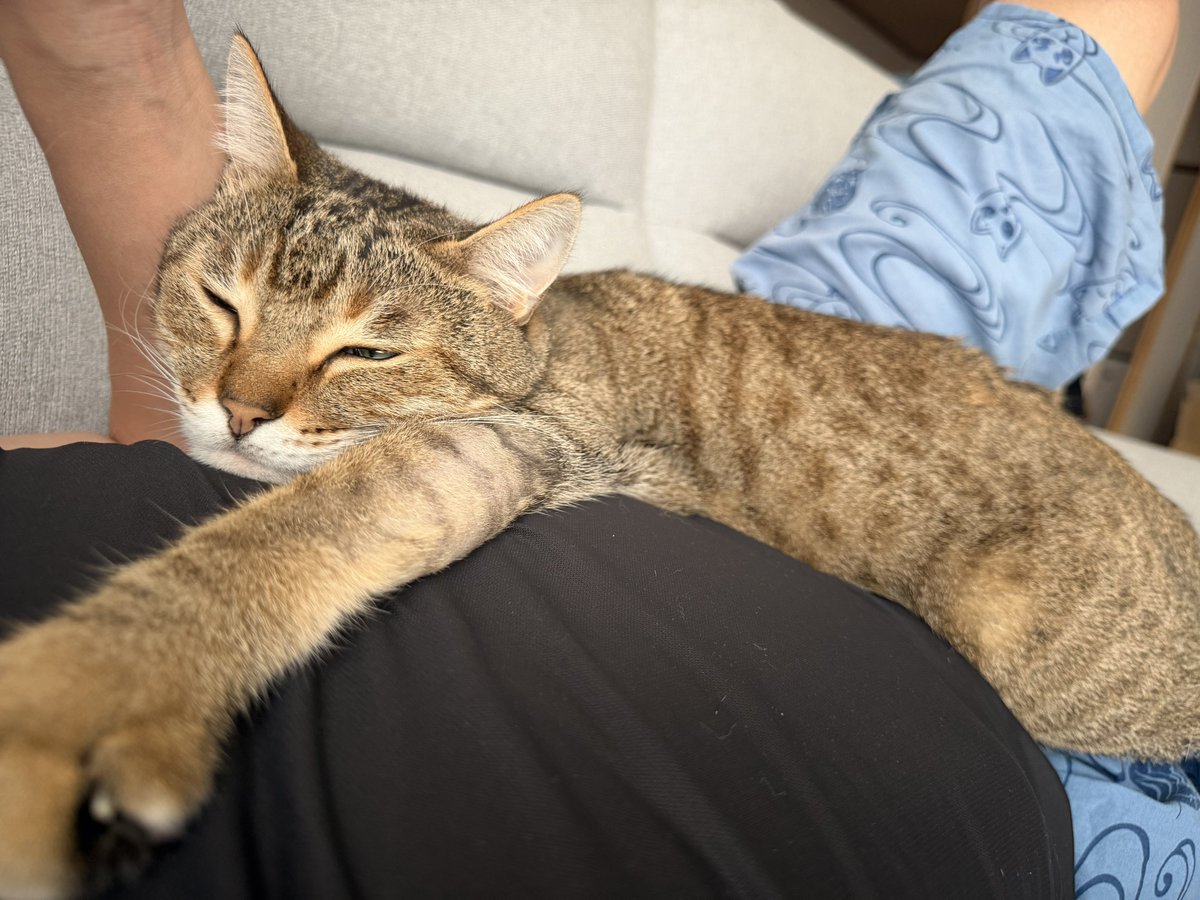 IceGin_'s tweet photo. 今日は暑すぎるので家でシンバとゴロゴロしときます🐈 https://t.co/ov6y2AmxNa