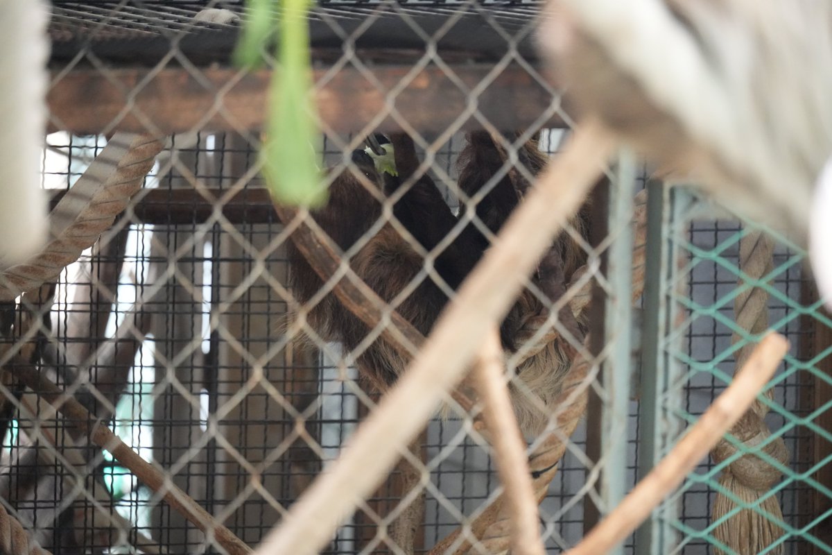 nichimosachimo's tweet photo. こっそり動いてた＠埼玉県こども動物自然公園 https://t.co/Qm6upXezaG
