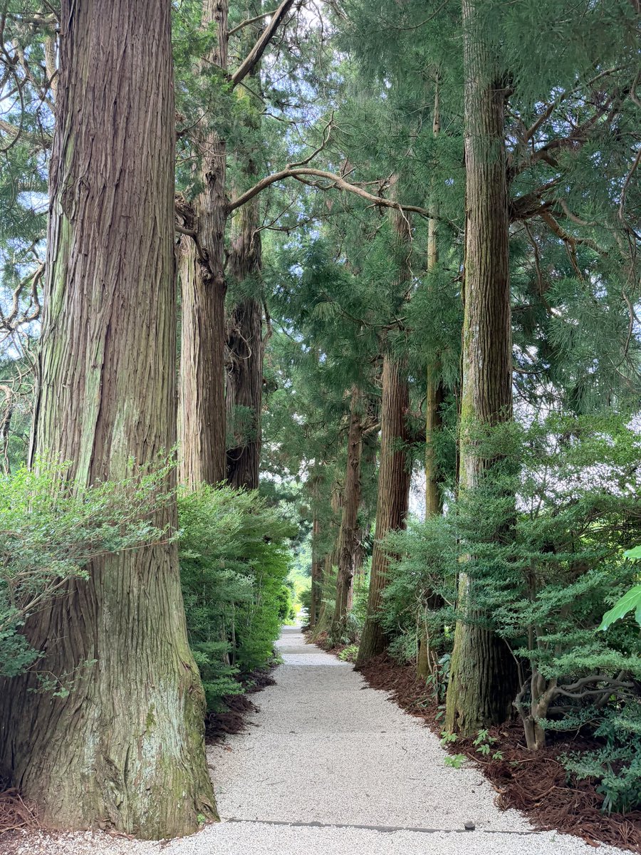 ritochi8's tweet photo. 久しぶりにいつの神社へ⛩️
🐝がいっぱい飛んでた💦(笑)
でも久しぶりの挨拶✨️モモも連れて行けて良かった🍑
    やっぱり涼しかった✨️

 #高天彦神社 https://t.co/HAXxi7J4Ip