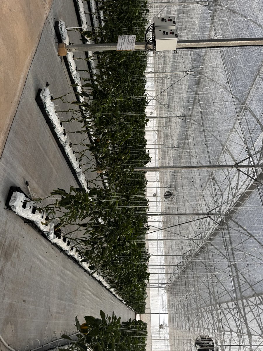 itsroseth's tweet photo. This week I have spent time on one of UNIDO A2D Facility. 

In this facility green hydrogen is used to transform agriculture sector in communities living in desert. 

Africa being biggest importer of fertilizer, this project showcase productive use of energy support food security https://t.co/cvf6ST6vfm