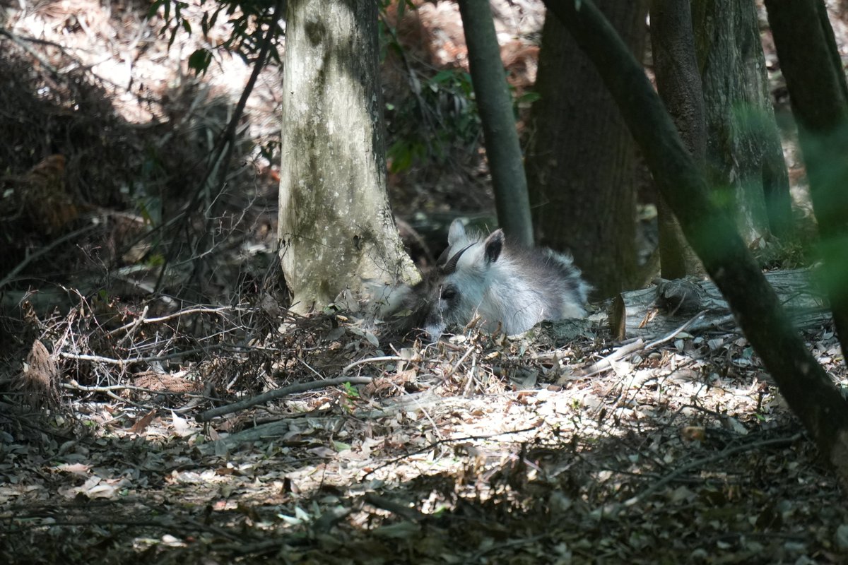 nichimosachimo's tweet photo. コバトンロード＠埼玉県こども動物自然公園 https://t.co/EZgt5y2big