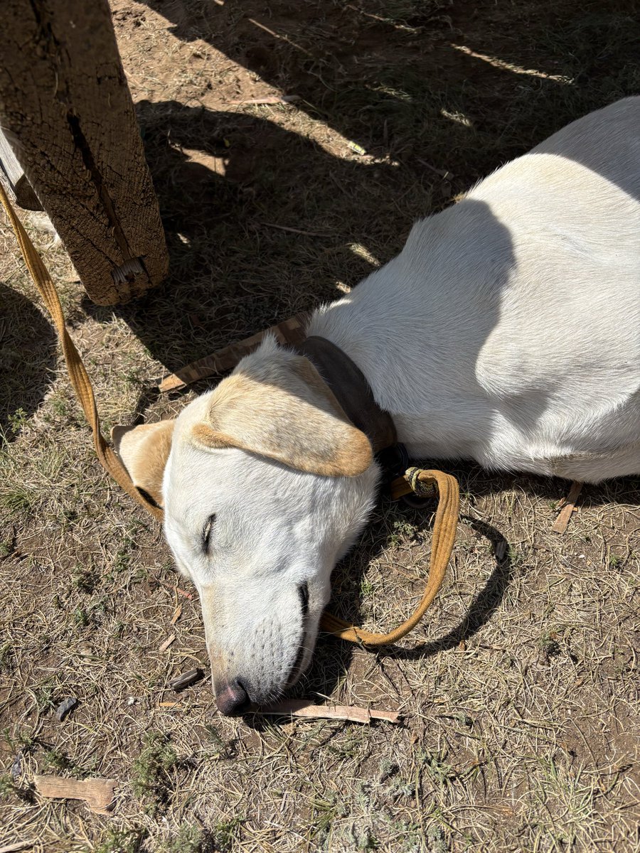 cathrinewuhk's tweet photo. ゲルの犬。猟犬なんだって。昼間はずっと寝てた。邪魔してごめん
#モンゴル https://t.co/3LgsgbXl1O