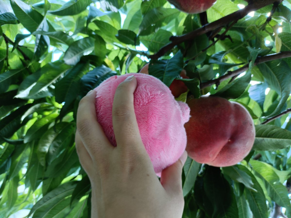 sooya_main's tweet photo. 🍑と間違って掴まれるモンモモ
黄桃なら紛れられる…！とカゴに忍び込み盗み食いするモンミツ🟠とそれを見るモンヤマ🟢 https://t.co/FTvPpsxbhC