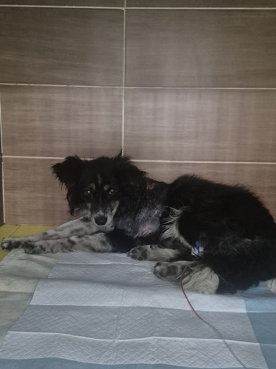 UAnimals.ENG 🇺🇦 tweet media