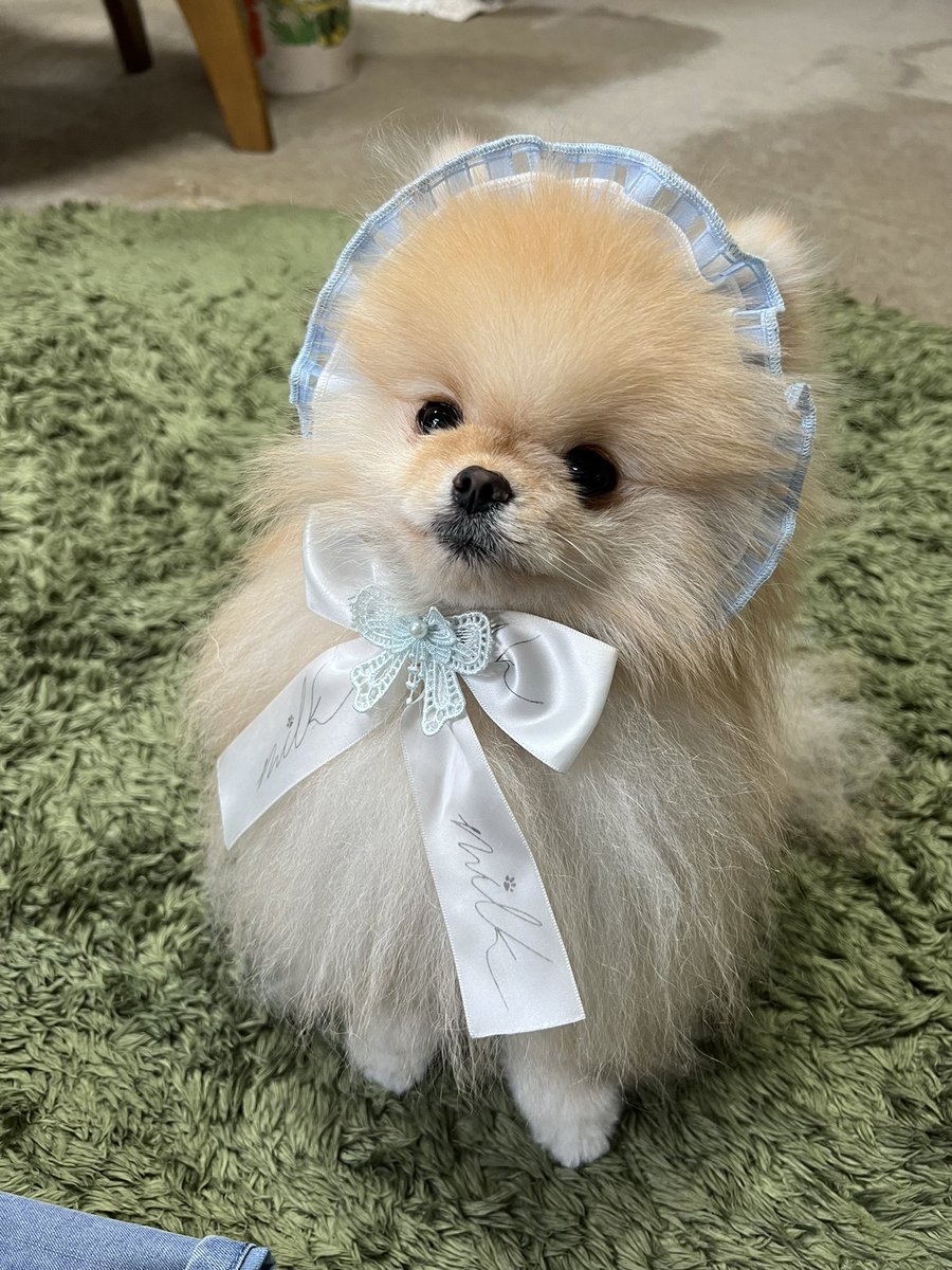 tyatyamaru0920's tweet photo. 今日はおめかししました

 #ポメラニアン  #犬好きさんと繋がりたい https://t.co/0Uw1zwhnHO