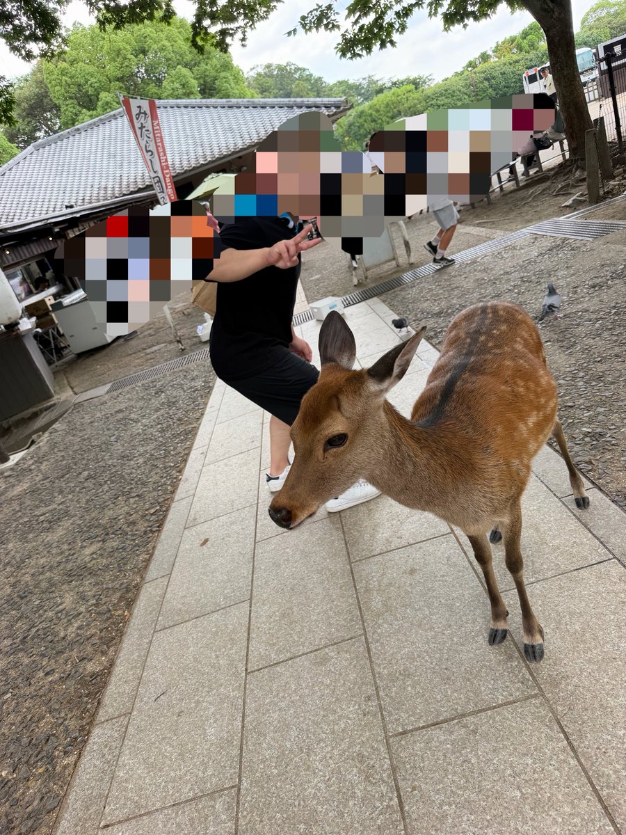 palpi_Sally's tweet photo. 主人が来てみたかった奈良県♡！

大仏様と鹿さんにご挨拶🦌

鹿せんべいあげたかったんだけど、
鹿さんの勢いにビビった我が家はあげるの断念しました🤣🤣🤣

2枚目は、鹿さんにビビり気味なのに撮ってって✌️してるおじさんです𐤔𐤔𐤔(主人)

ありがとう～奈良～🚗³₃ https://t.co/iCJJmnQevW