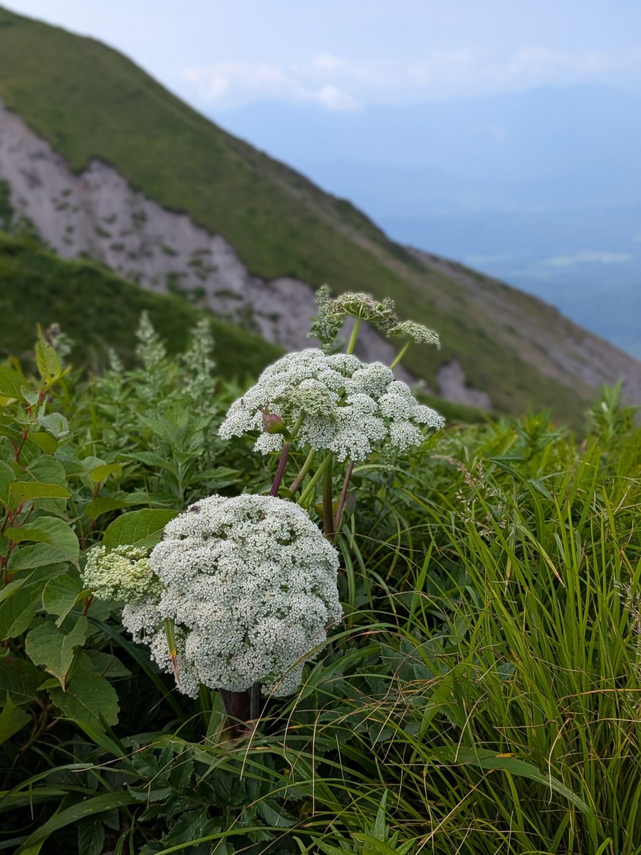 muuu_b's tweet photo. 今日は伯耆大山へ
夏山登山口ピストン
朝から風が心地よく吹いて登山日和😊
山頂付近は、木道が整備されていてお花畑を愛でながら歩きます✨日本海も見えたし、何よりお花畑が素晴らしかった！！
#鳥取県  2026.7.19 https://t.co/YEPcjGYUvl