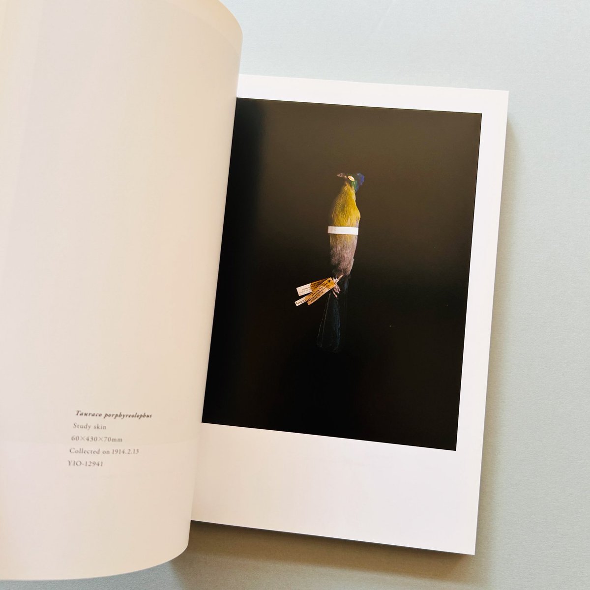 SIGNED〉BIOSOPHIA of BIRDS 鳥のビオソフィア 写真家・上田義彦が