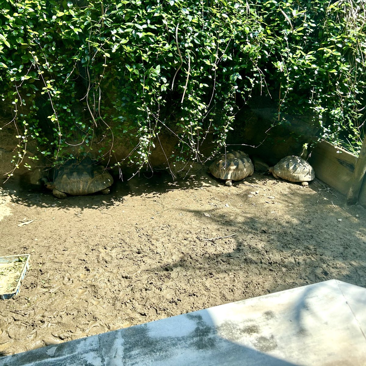 eattheelamb's tweet photo. 木陰でぐったりしてるいきものたち見て昨日の私？と思った https://t.co/IAyptjxlyq