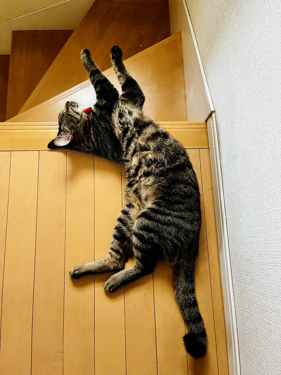 お母ちゃん🐾ᵕ̈こてつ🐾ᵕ̈ぜん🐾ᵕ̈ (@hmm139) / Posts / X