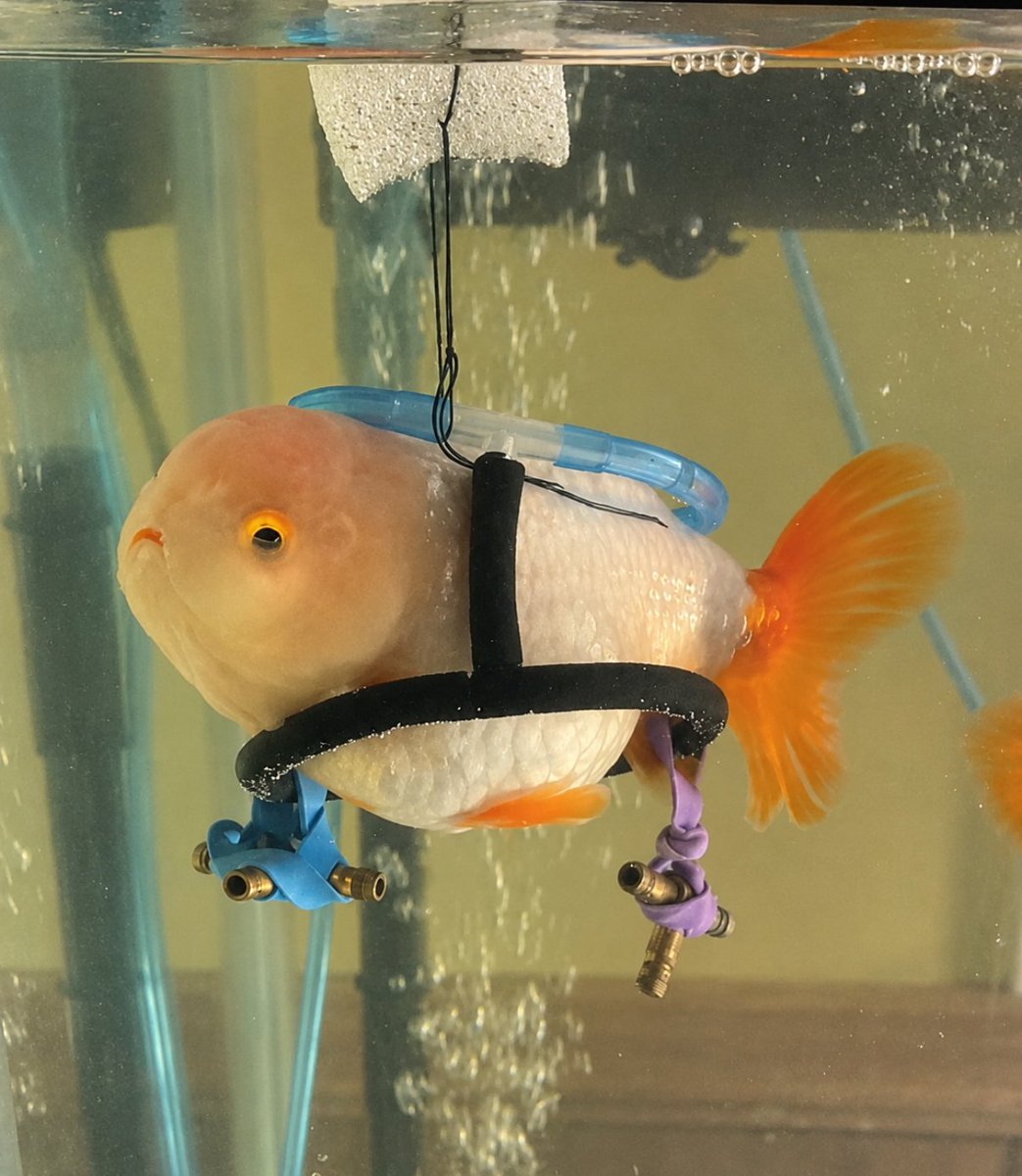 AWheelchairFish's tweet photo. Thank you everyone that is still here. We've just begun and we have already made a huge difference in Mr Sue and his owners life

Much love from $MrSue https://t.co/pKaZy9YBtd