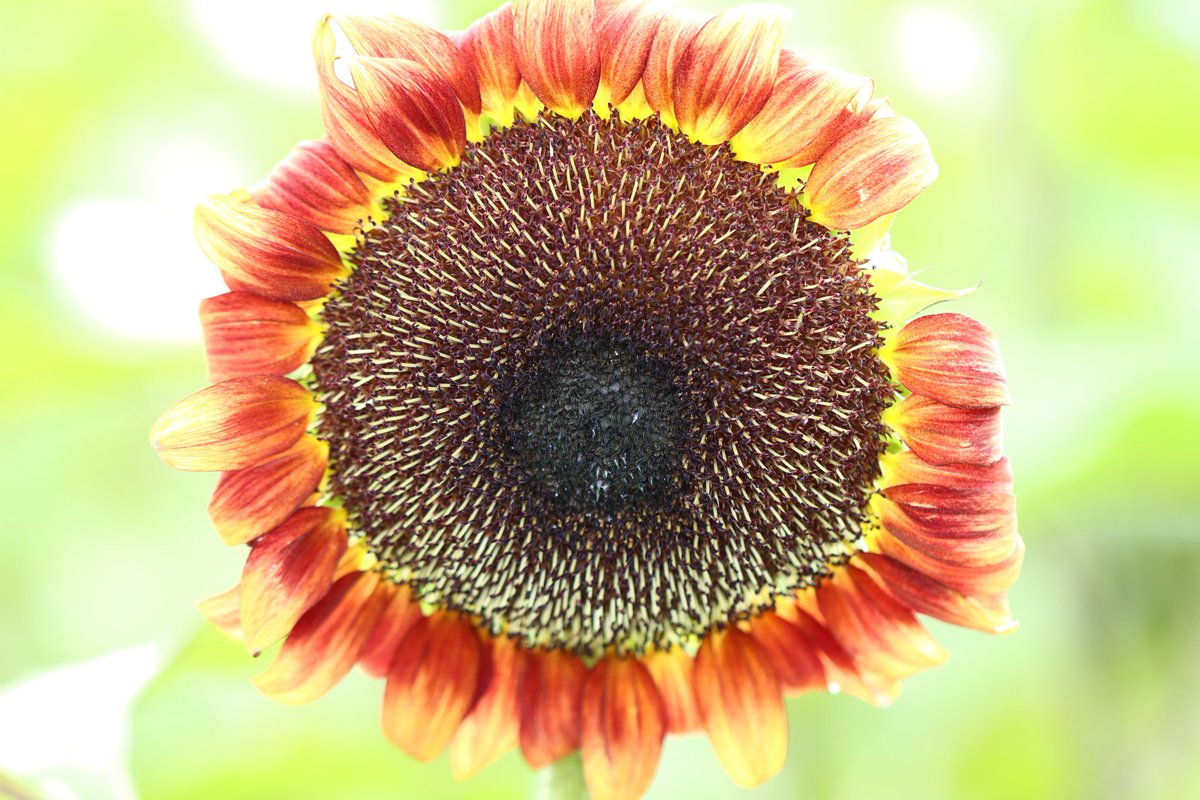 0235S's tweet photo. 今年もひまわりの季節になりました🌻 https://t.co/UjurNQtFCX