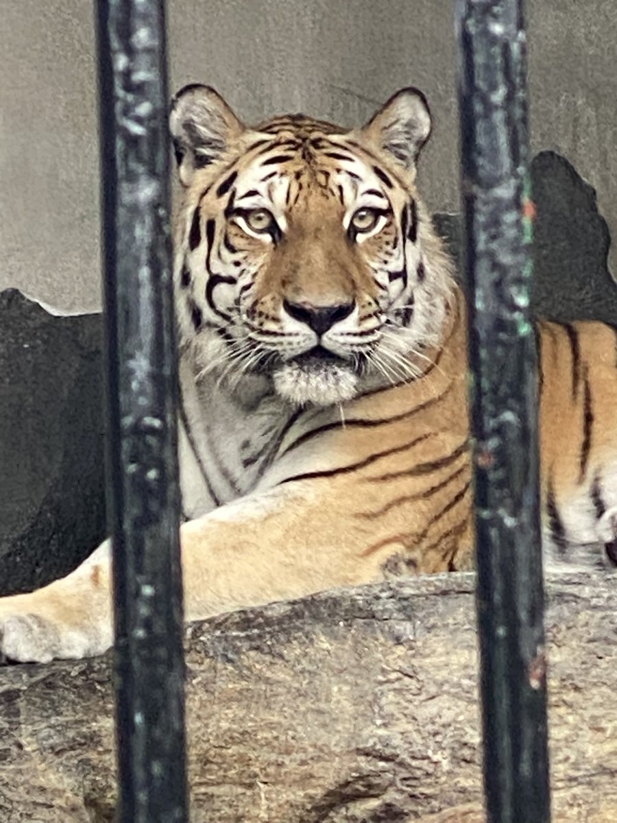 lnonojil's tweet photo. 周南市徳山動物園で今秋オープン予定の新  #アムールトラ舎 
 #ミルル さんが無事にお引越し出来るのを楽しみにしております。
にしても、いつもお美しいミルルさんです。 https://t.co/E7tZvOcmDQ
