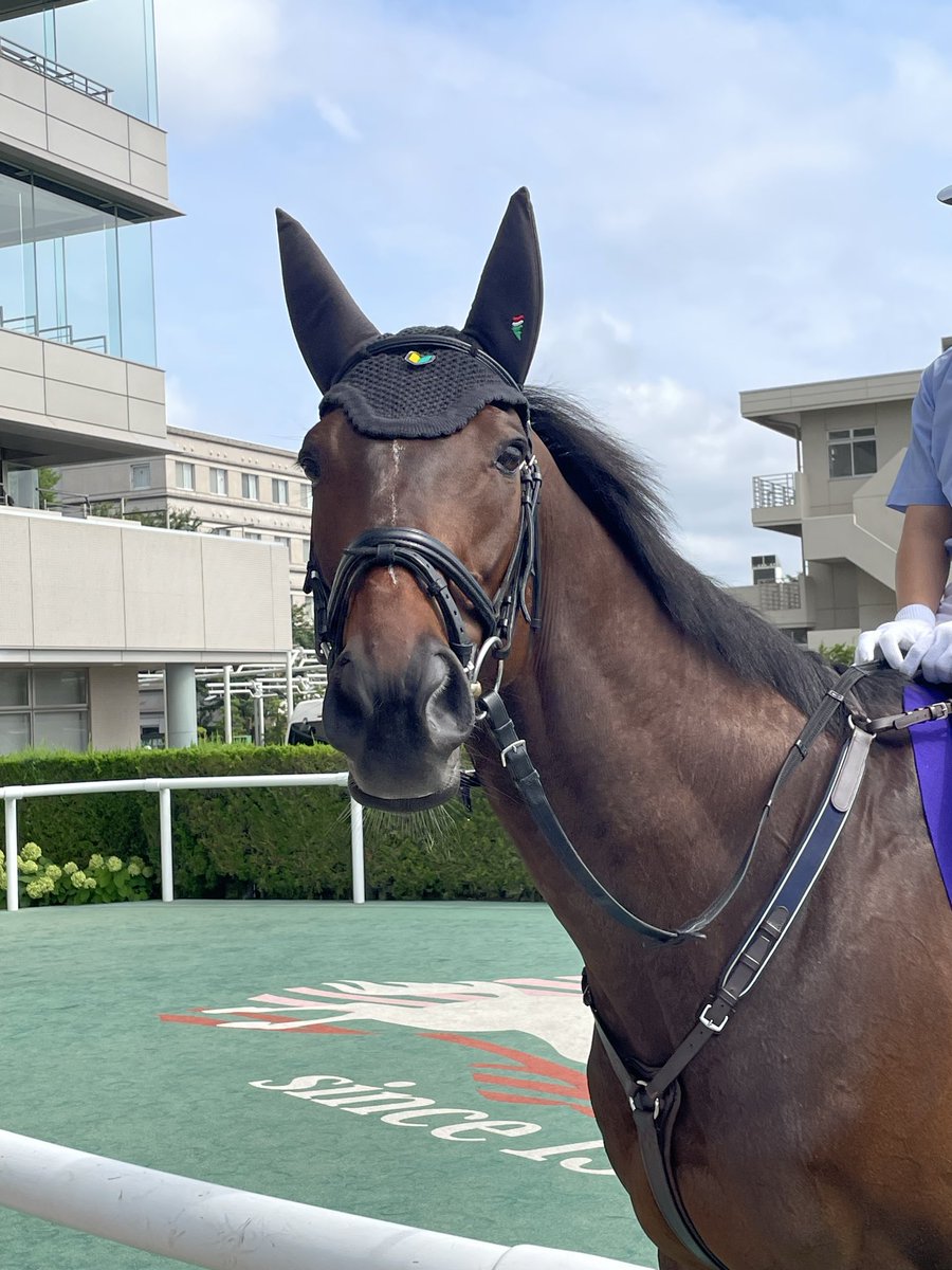 otkao's tweet photo. 福島の夏競馬終わってしまった🏇
馬券的にはすごく負けたけど楽しかったのでもう良いです🙂‍↔️近くで観るレースがすごく楽しかったけど、さすがにめちゃめちゃ暑かったので次回はもう少し暑さ対策を考えねば…🫠次は秋だ〜🐴✨ https://t.co/DEGmzoc5t3