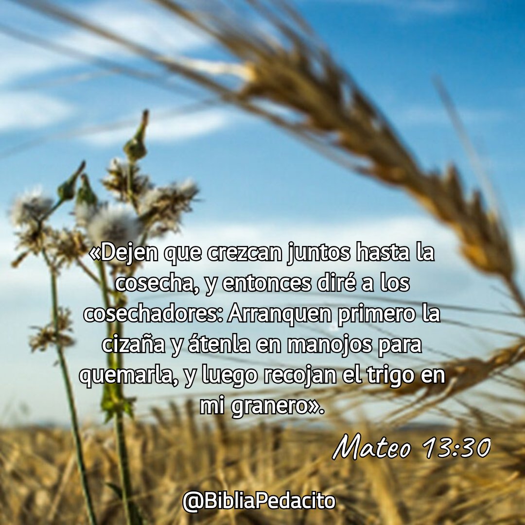 BibliaPedacito's tweet photo. Jesús enseña que en el mundo conviven el bien y el mal, el trigo y la cizaña, y que no corresponde al ser humano arrancar o juzgar antes de tiempo.
La cosecha es el momento final, cuando Dios, con sabiduría perfecta, separará lo verdadero de lo falso, lo justo de lo injusto. https://t.co/Aqv9AAot6x