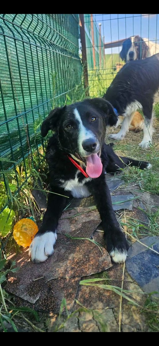 Rescue dogs for rehoming tweet media