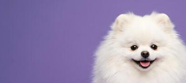 Adolf_Nigler7's tweet photo. @solana @SolanaAppWorld @Collector_Crypt my dog is currently a solana builder ! havent named her yet, what should i name her ! https://t.co/BvqTkx8nFU