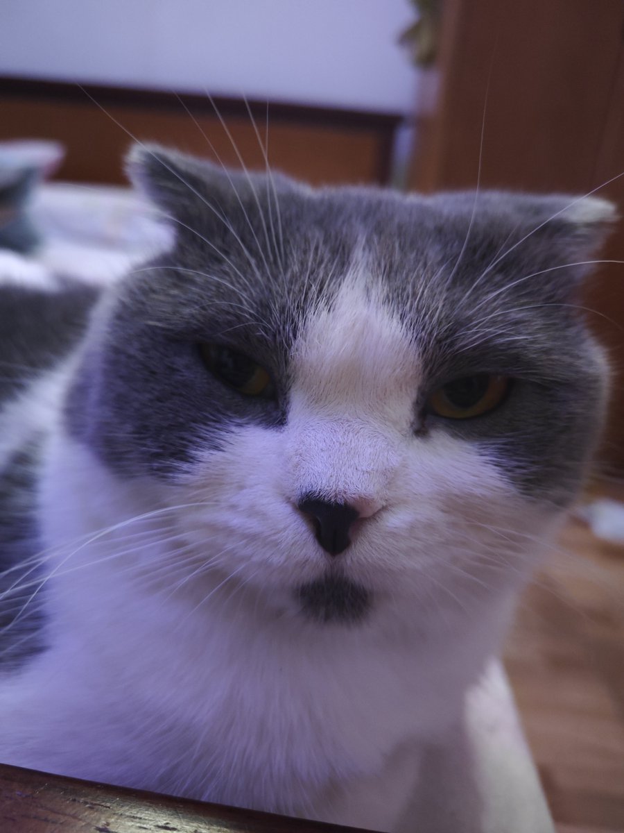 TunaSalad_xiv's tweet photo. Cat postin https://t.co/FYcwkcbZiO