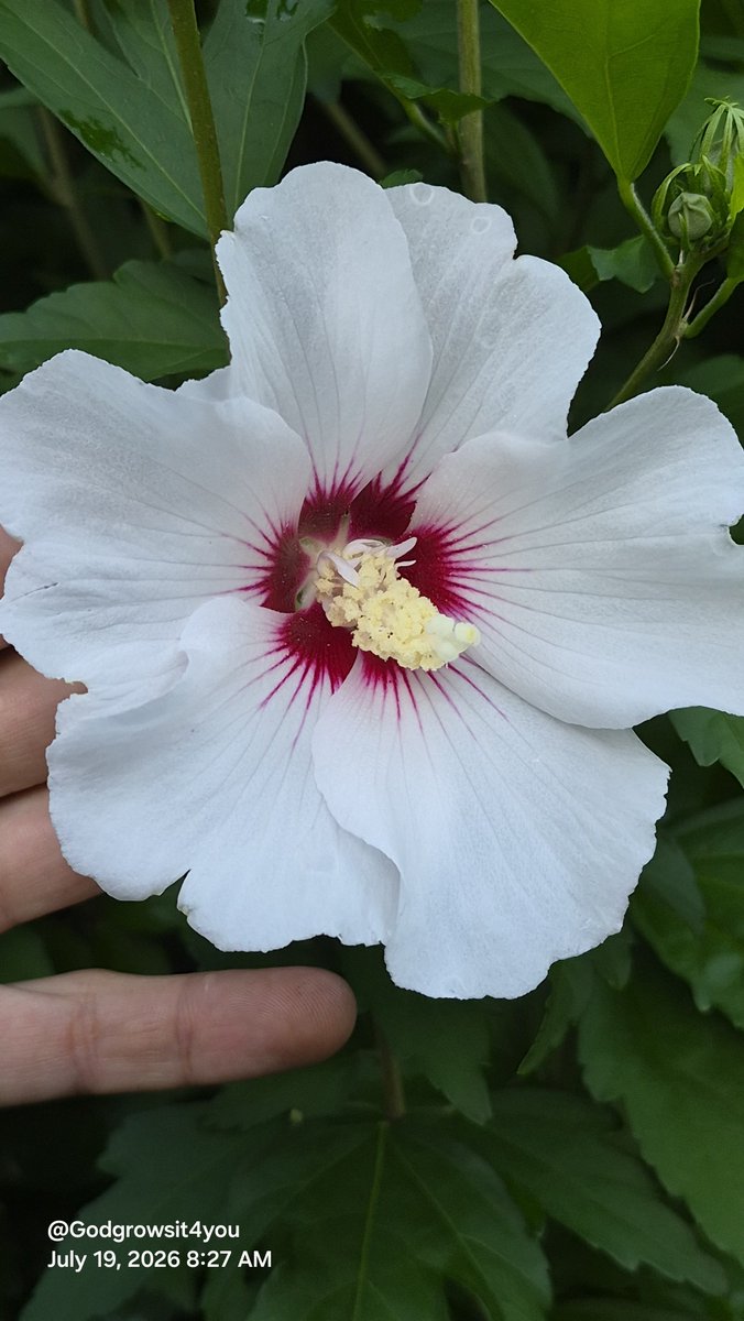 GodGrowsIt4You's tweet photo. Flowahs, that purple is amazing! 
The pure white rose of Sharon's seem to bloom first these second and the purple ones last. 
I wanna add those to fill in the spring time gap. Late summer is the focus of this garden i've been adding wildflowers with some sucess to fill in the gap https://t.co/SGdRi77kA6