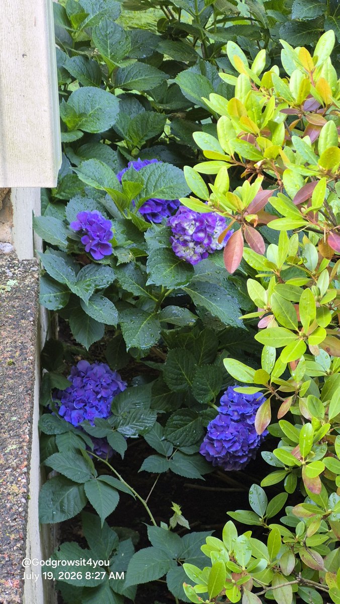 GodGrowsIt4You's tweet photo. Flowahs, that purple is amazing! 
The pure white rose of Sharon's seem to bloom first these second and the purple ones last. 
I wanna add those to fill in the spring time gap. Late summer is the focus of this garden i've been adding wildflowers with some sucess to fill in the gap https://t.co/SGdRi77kA6