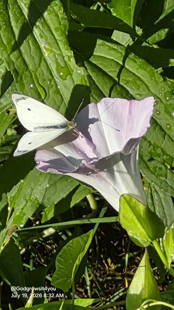 GodGrowsIt4You's tweet photo. Flowahs, that purple is amazing! 
The pure white rose of Sharon's seem to bloom first these second and the purple ones last. 
I wanna add those to fill in the spring time gap. Late summer is the focus of this garden i've been adding wildflowers with some sucess to fill in the gap https://t.co/SGdRi77kA6