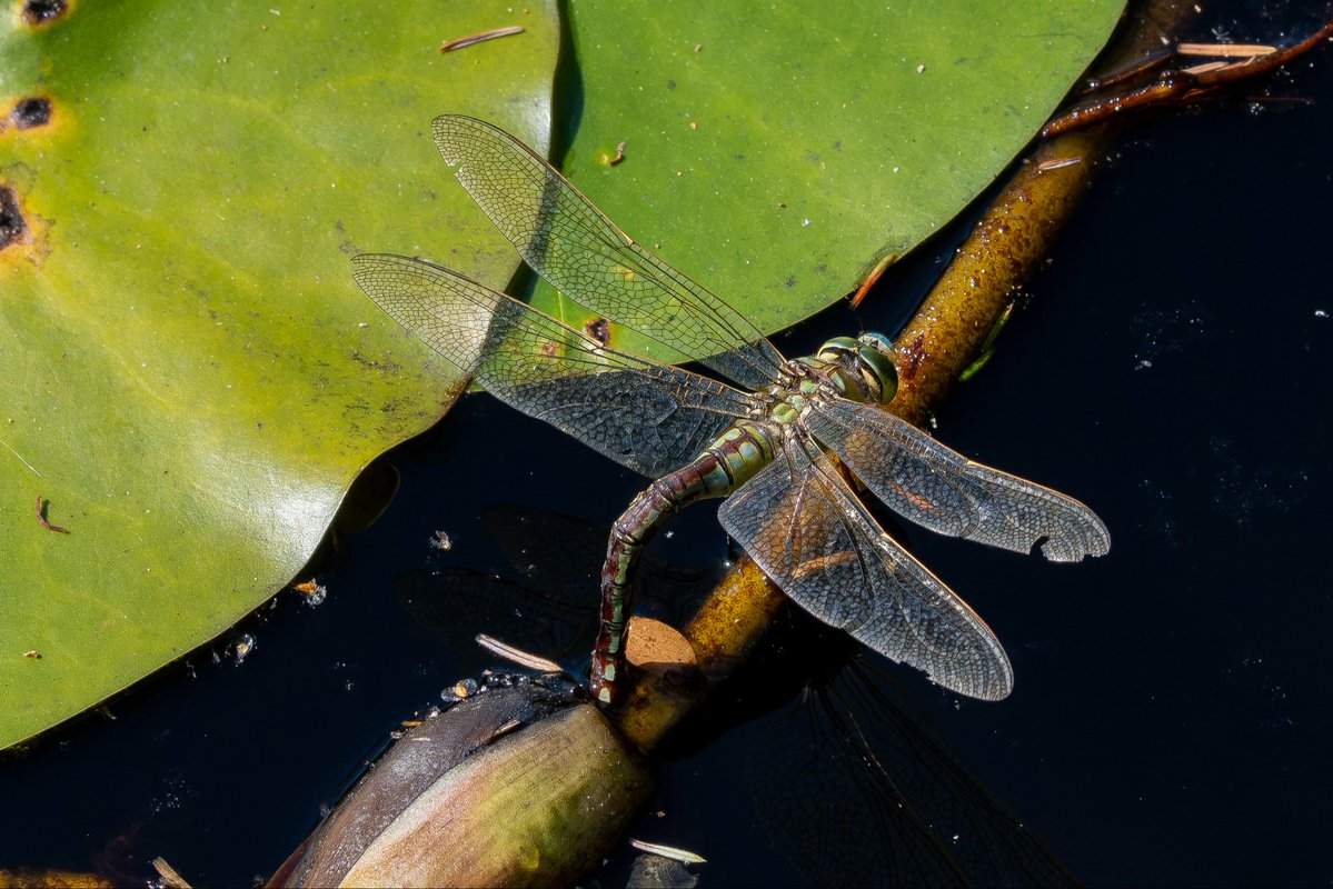 nigel_auty's tweet photo. Just got back from a lovely week in Snowdonia……..but there again, never had a bad week there…!!!!
Just 4 photos from the many taken..!!
Insects…!!!
@ExplSnowdonia 
@NWTBiz 
@BDSdragonflies 
@nationaltrust 
@NatGeo 
@BBCSpringwatch https://t.co/T4ByQOt8sc