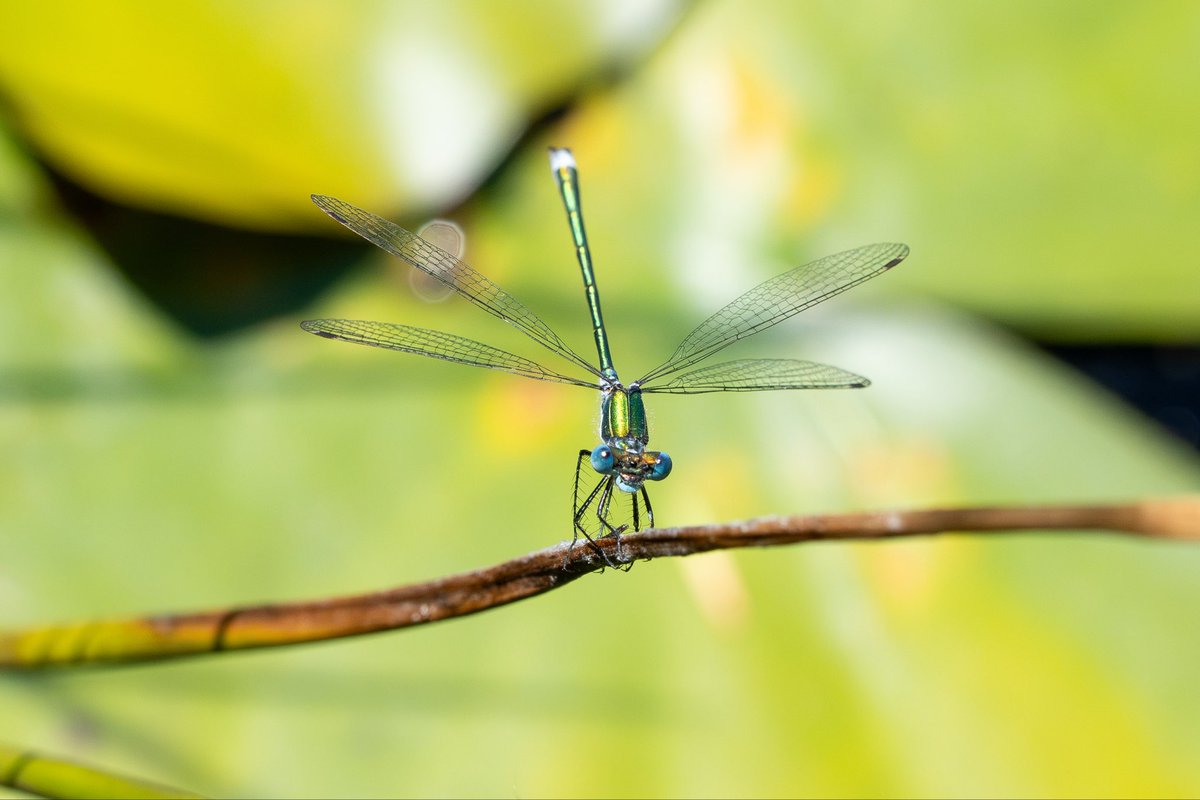nigel_auty's tweet photo. Just got back from a lovely week in Snowdonia……..but there again, never had a bad week there…!!!!
Just 4 photos from the many taken..!!
Insects…!!!
@ExplSnowdonia 
@NWTBiz 
@BDSdragonflies 
@nationaltrust 
@NatGeo 
@BBCSpringwatch https://t.co/T4ByQOt8sc