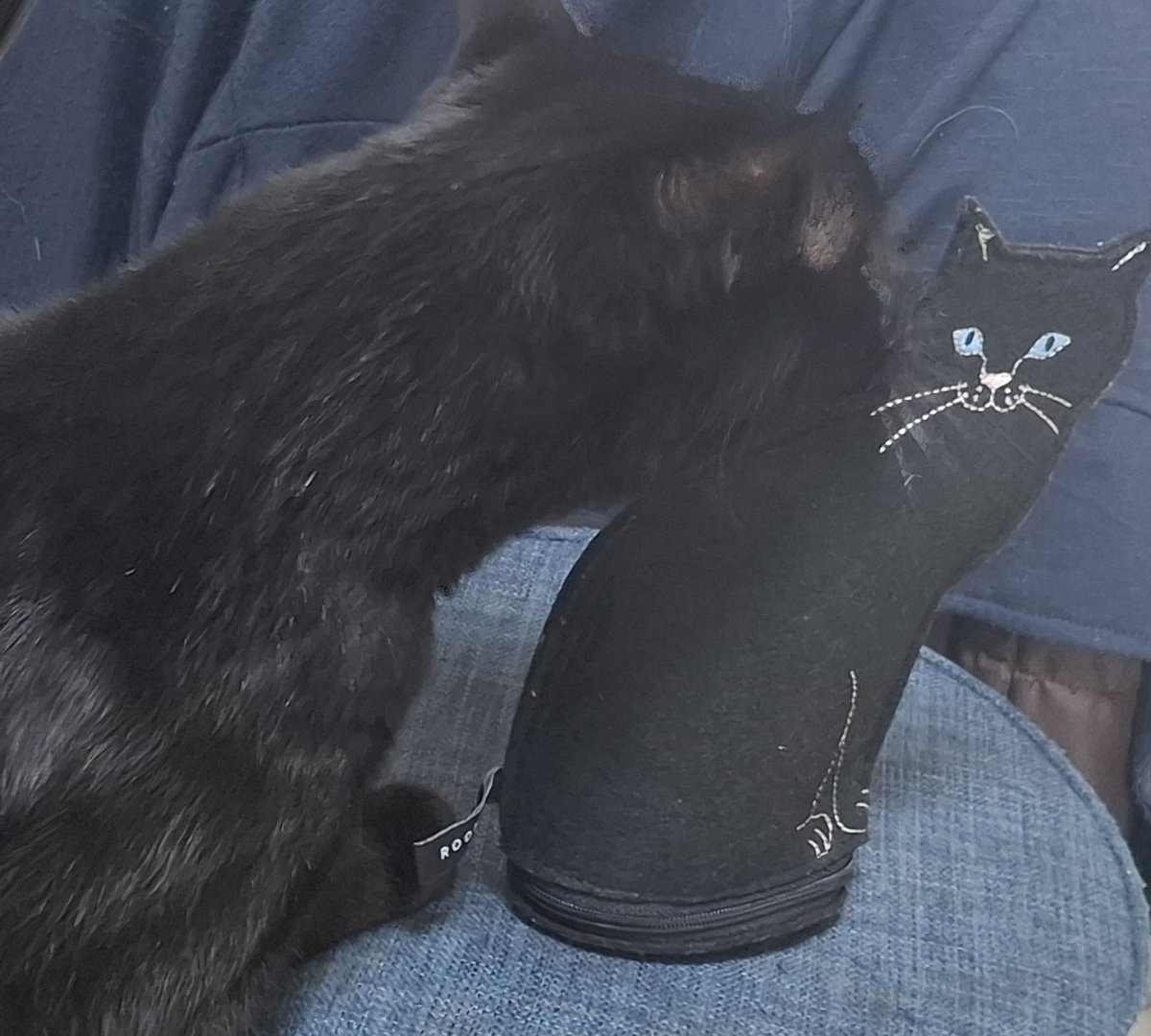 黒猫(ポーチ)が気になる黒猫