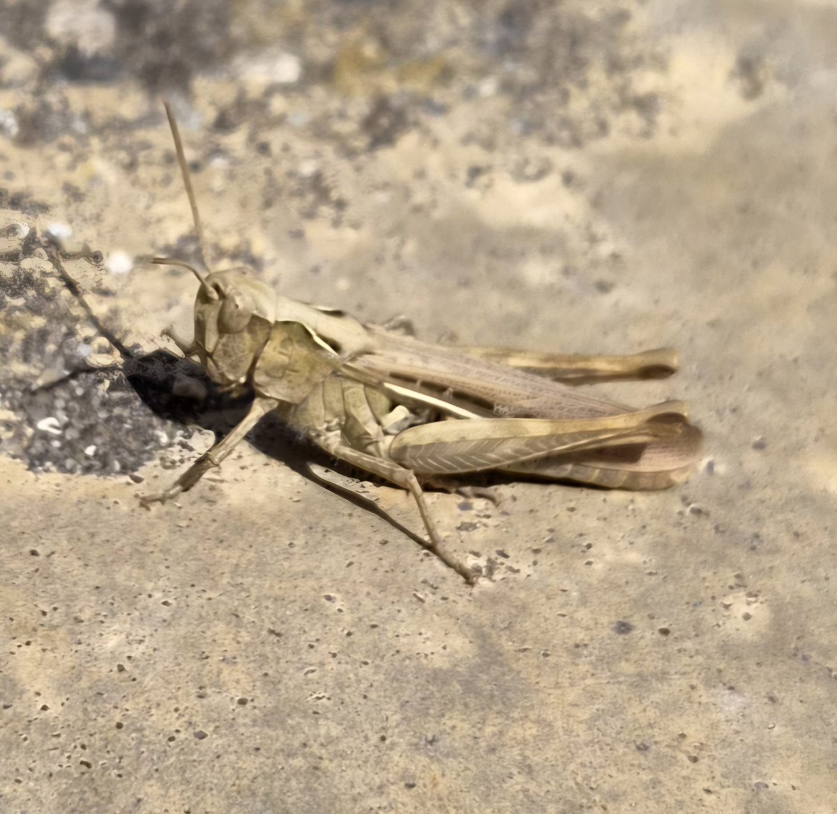 GSlaymaker86421's tweet photo. Grasshopper just sunbathing https://t.co/cTxPJwEjTl