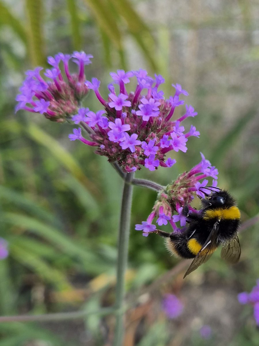 GSlaymaker86421's tweet photo. Bee doing bee things 🐝 https://t.co/bNGoMzvU10