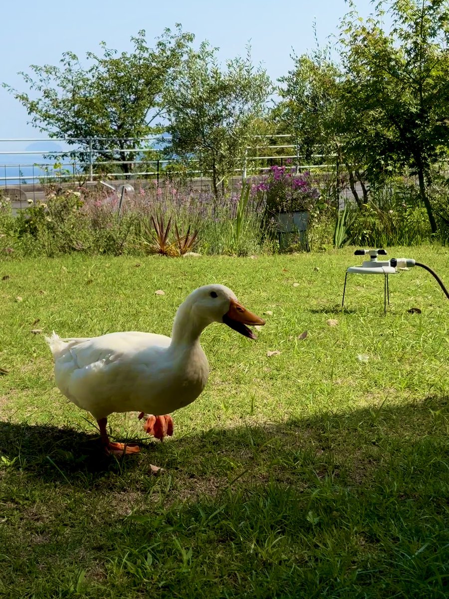 UWhispering's tweet photo. ピータンが全国放送の「人生の楽園」に出させて頂いたロケ地
山口県周防大島の「ガーデンcafe リバージュ」さん
ピータンの大好きなオーナー夫妻に会いに来たよ。
海と緑の中で一日中遊べるんだ^ ^
Instagram
https://t.co/dPmoWJO1Yw
＠go_dmatsu  ロ大歓迎 https://t.co/PfzlRPdhSg