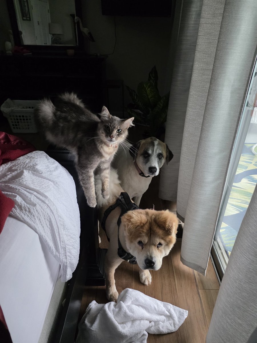 BethABN's tweet photo. @buckleycarlson ❤️ you got that right! Mine are on a beach vacation with me! Keep giving them hell,  Buckley. Thanks for all you do! https://t.co/zerLLaSaYs