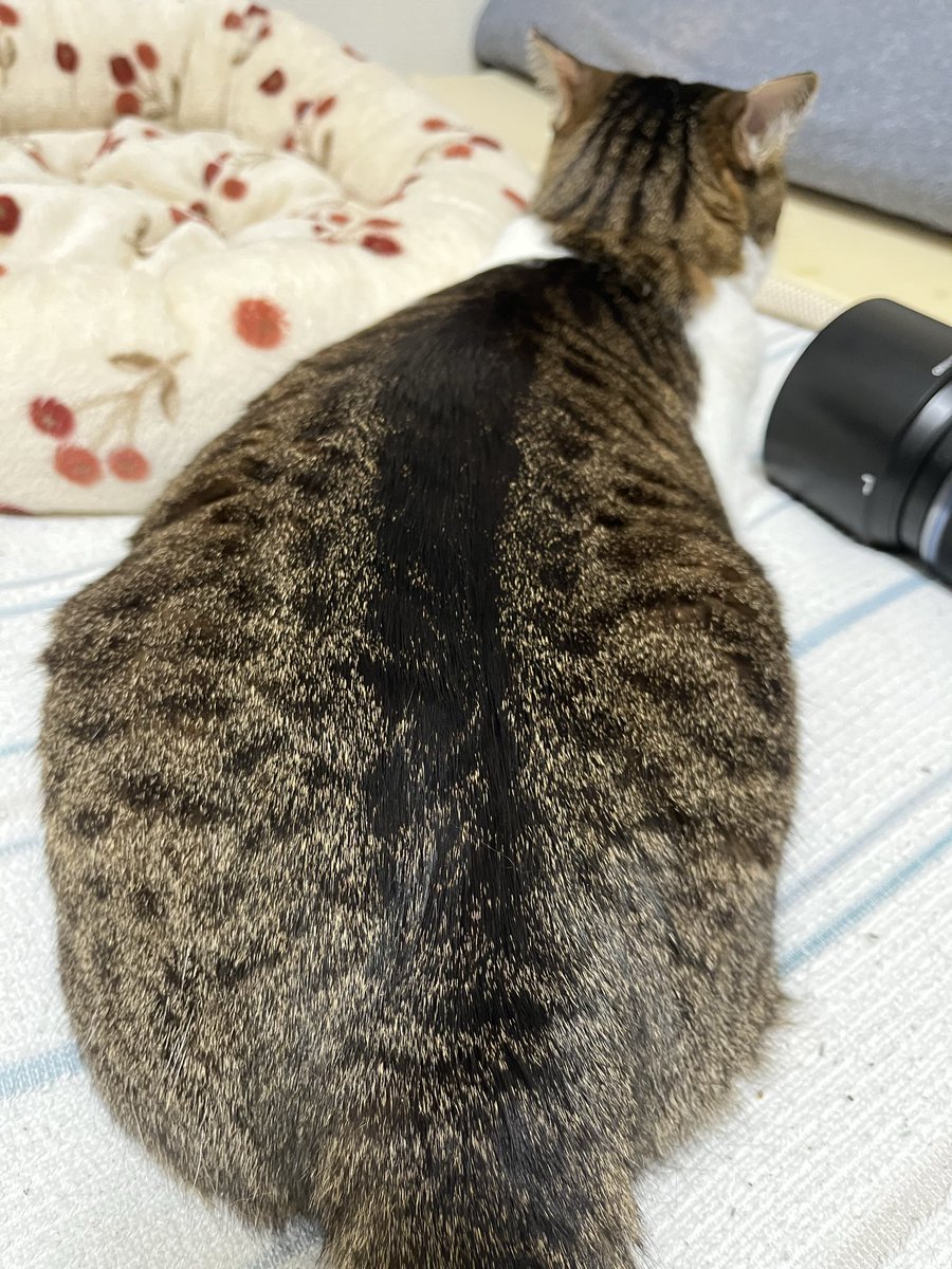 egahetako's tweet photo. @bicolorchatora ひぃぃ😂💦

それでしたらこちらの背中をご覧ください💦 https://t.co/poT3So2YzA