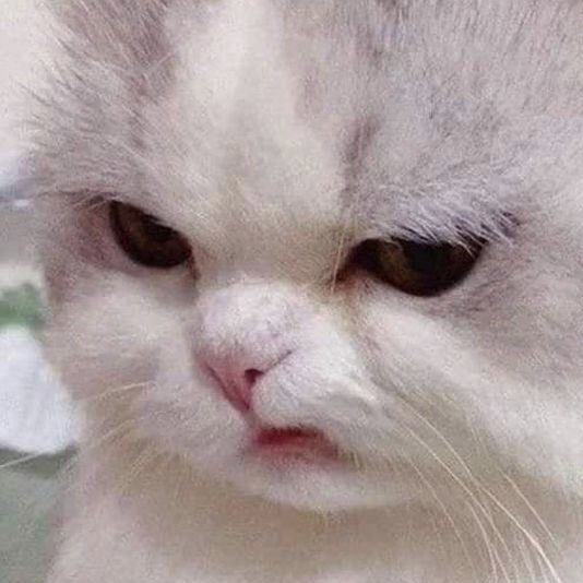 myjlouis's tweet photo. 😾😾 https://t.co/7Fo6zwJxhH