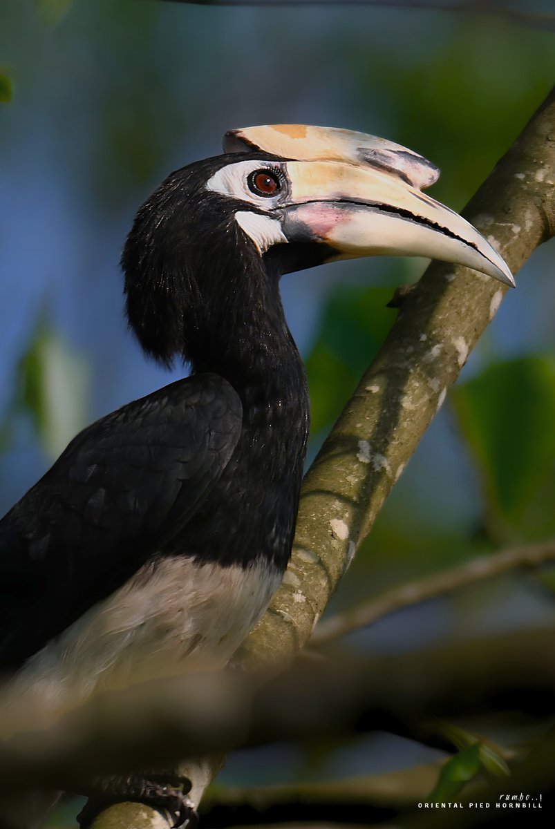 rrRumbo's tweet photo. Same-Same, but different

Pied Hornbills...
Oriental (L)    and    Malabar (R) 

#NotMadeWithAI
#loadin4K
@Team_eBird @IndiAves @Theme_pic_India @BNHSIndia @BirdWatchDaily @WildlifeMag @Natures_Voice @wildlifeInd @bbcwildlifemag @NatGeoIndia @ThePhotoHour @NikonIndia @indian_pitta @AudubonSociety @NatGeo @birdsoftheworld @passivelyactive @NatureIn_Focus @WeNaturalists @WM_POTD @pnkjshm @moefcc 
 
 #BirdsSeenIn2026 #BirdTwitter #IndiAves  #Birb #ThePhotoHour #birds #birding #Nikon  #FeatheredFriends #IndianBirds #BirdsOfIndia #Birds_Captures #WildlifePhotography #BirdPhotography #ThePhotoHour #BBCWildlifePOTD #BirdTwitter #FeatheredFriends #BirdsOfIndia #IndianBirds #WildIndia #BirdingIndia #NatureInIndia