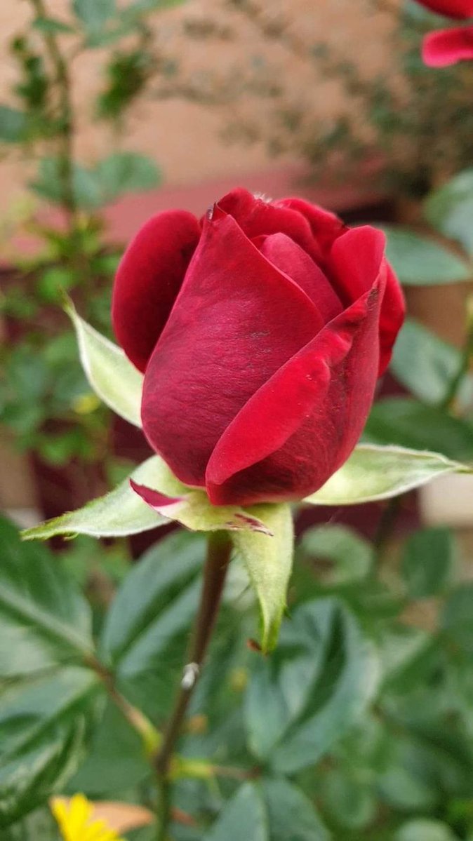 Aliv7yp's tweet photo. Which flower feels like a happy surprise? https://t.co/JLIYcn5WvM