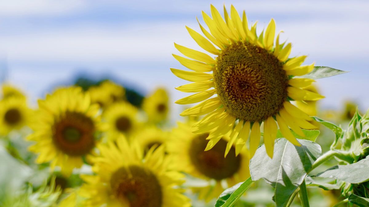 event_checker's tweet photo. 一面黄色の絶景🌻

都内最大級
約10万本のひまわりが咲き誇る

「清瀬ひまわりフェスティバル」開催中

24,000㎡の広大な畑が
夏だけの特別な景色に☀️

📅7/26(日)まで
📍東京都清瀬市
🎟入場無料 

→ https://t.co/pliaFsnADo https://t.co/h6inopOQhb