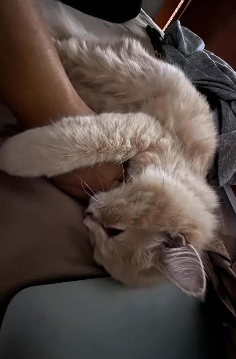 pleasenatt's tweet photo. Hari ini bondan nempel bangettt sama aku, tau aja seharian lagi pengen nangis🥲 

sayaaaaaang banget sama adeek bonboon❤️❤️
Janji yaa, adek gk boleh sakit, gk boleh hilang, gk boleh mati🥹 https://t.co/L53gFeJZp5