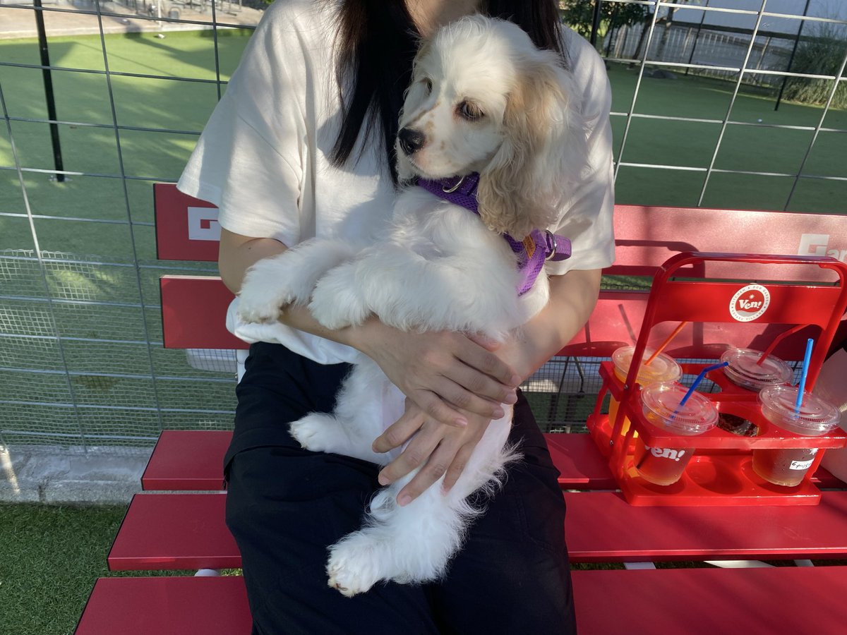 under_mukimuki's tweet photo. ドッグランでビビり倒して膝に乗って動かない子犬 https://t.co/yzvgljuOGm