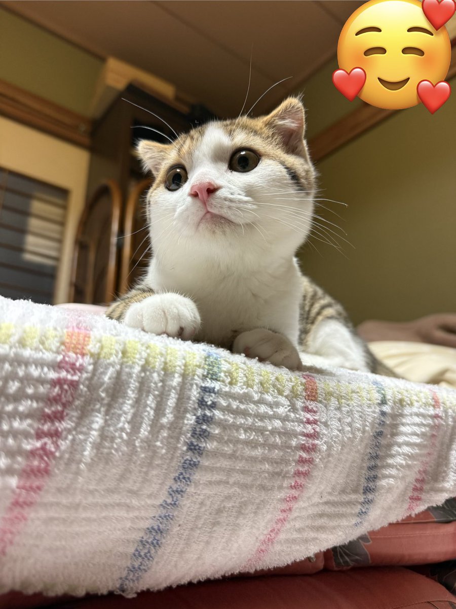 ojofanks1976's tweet photo. 今日はマグロの美味しさに気付いてしまったようで、乗り出して欲しがってました
前回あげた時はふーんって感じだったのにw
写真はマグロを食べる前のポッポ #今日のポッポ https://t.co/PMv3e0WqVW