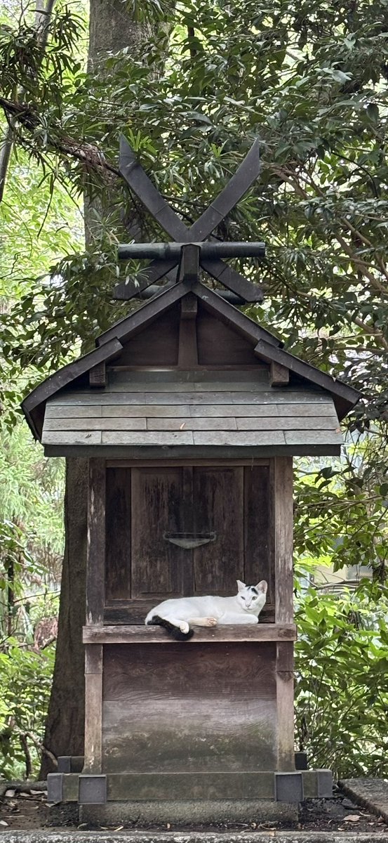 大和神社 tweet media