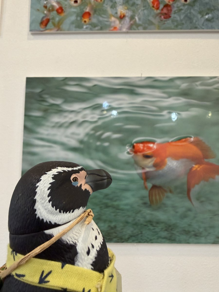 _98pen's tweet photo. ペンぎょ展、ジャックするぼぇぇぇぇ！その⑦

金魚さんの写真が美しい✨️

 #ペンぎょ展 https://t.co/F0AnjsHJDh