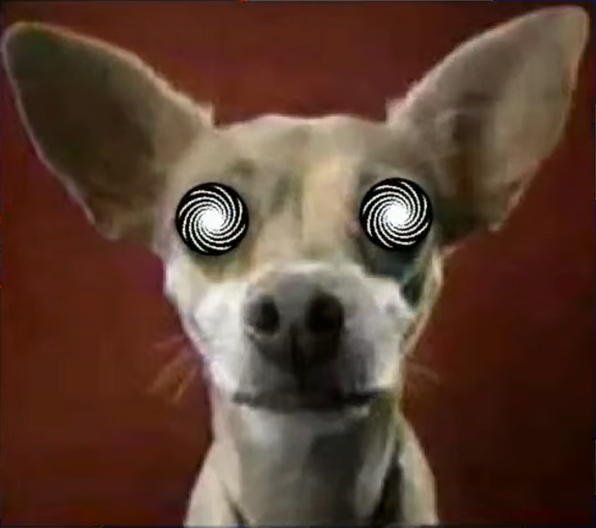 NotModernGamba's tweet photo. psycho dog https://t.co/CFBPc2ZGw8