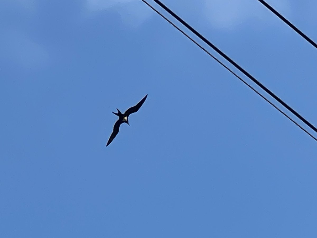 camera_1225's tweet photo. これなんの鳥？トンビと明らかに違うんだけどさ
ネットで調べたんだけど全くもってわからん🙄 https://t.co/w2qNafkyAX