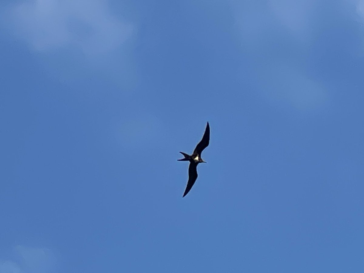 camera_1225's tweet photo. これなんの鳥？トンビと明らかに違うんだけどさ
ネットで調べたんだけど全くもってわからん🙄 https://t.co/w2qNafkyAX