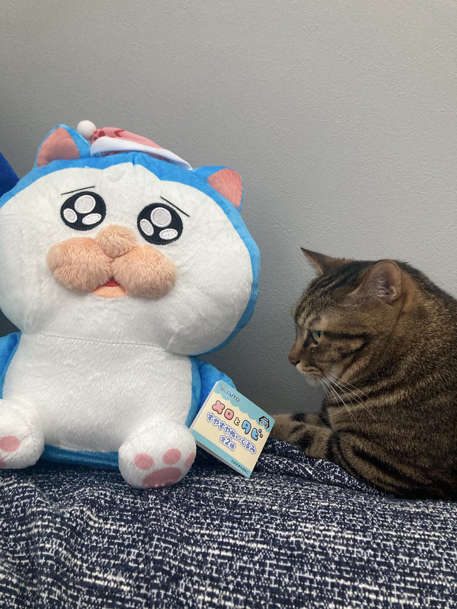 まめきちまめこ (@mamekichirou) / Posts and Replies / X