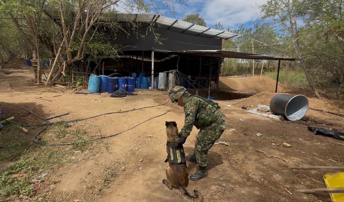 COL_EJERCITO's tweet photo. 🔴🕕🔉 #LaPrimeradelDia  | En la vereda Mosqueral, municipio de San Lorenzo, #Nariño, soldados de la #Brigada23 ubicaron y destruyeron un laboratorio para el procesamiento de clorhidrato de cocaína que, al parecer, pertenecería al grupo armado organizado ELN Frente Manuel Vásquez Castaño.

En el lugar fueron hallados dos marcianos, 6990 galones de insumos líquidos, 2525 kilogramos de insumos sólidos y diversos elementos utilizados para la producción del alcaloide. Esta infraestructura tendría la capacidad de producir más de cinco toneladas de clorhidrato de cocaína al mes.

Con este resultado operacional se estima una afectación superior a los 730 millones de pesos a las economías ilícitas de esta estructura criminal, debilitando sus capacidades logísticas y financieras. 

#ContundenciaOperacional