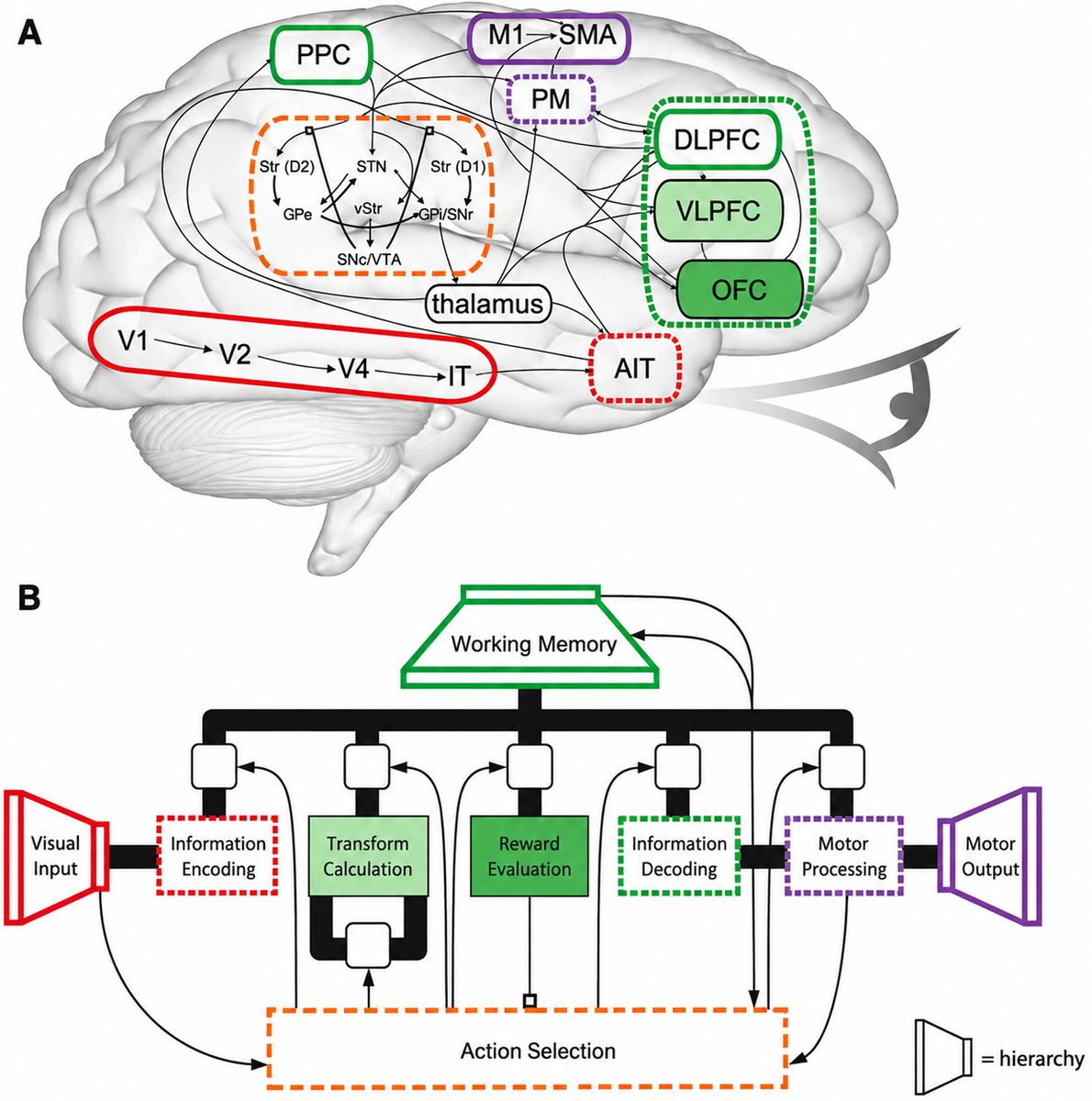 mathemetica's tweet photo. Brain circuits convert visual input into action via cortical hierarchies and basal ganglia loops. 

Visual signals progress from V1 to V2, V4, and inferotemporal cortex. Prefrontal areas handle working memory and reward evaluation while parietal regions integrate context. 

Basal ganglia loops with striatal D1 and D2 pathways, subthalamic nucleus, and dopaminergic input from SNc and VTA, via the thalamus, select actions. Part B shows encoding, transformation, reward evaluation, decoding, and motor processing under working memory. These models help refine deep brain stimulation for Parkinson's disease.